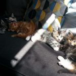 Chatons groupes (3)
