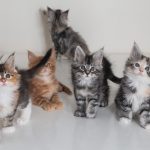 Chatons groupes (4)